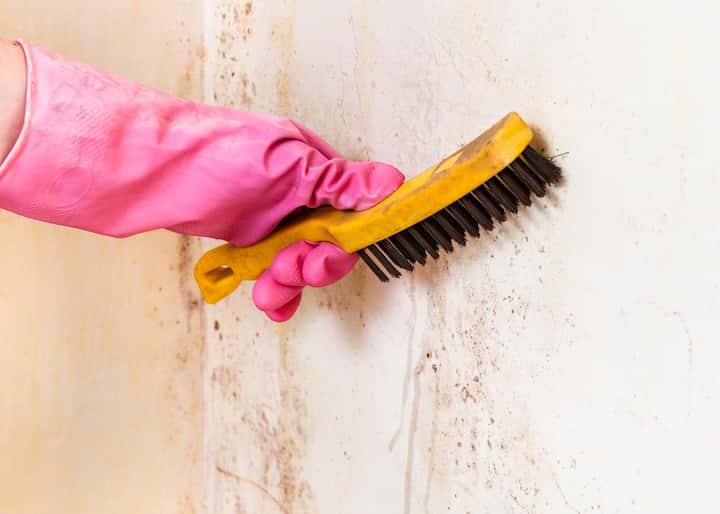 Mold Inspection San Diego