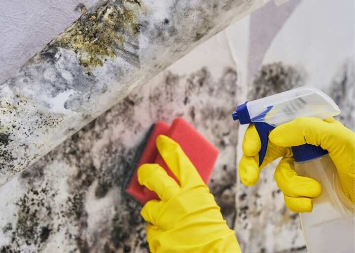Mold Inspection San Diego