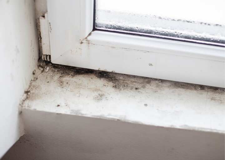 Mold Inspection San Diego