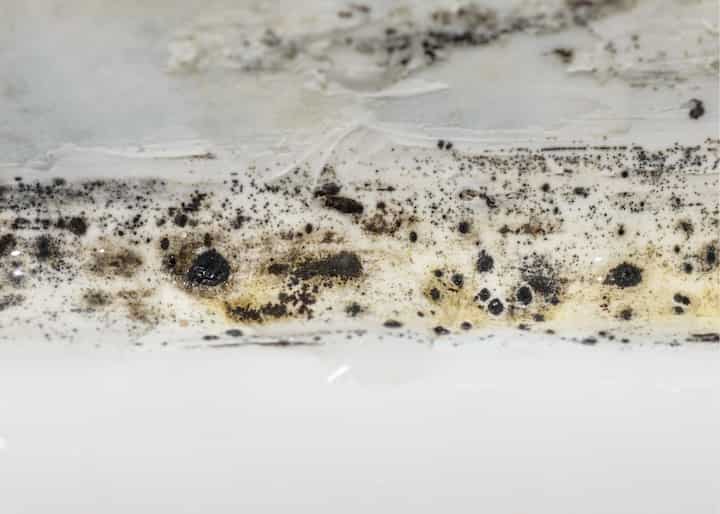 Mold Inspection San Diego